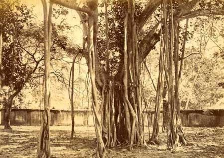Những cây cổ thụ bí hiểm nhất thế giới, Phi thường - kỳ quặc, cây cối,lạ,cổ thụ,hình ảnh,lão niên,chứng tích,lịch sử