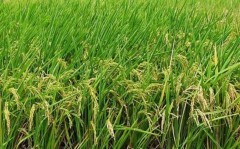Nông dân Việt Nam lo lắng vì giá gạo xuất khẩu giảm