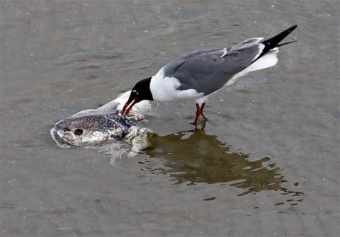 Mòng biển gặp bữa ăn thịnh soạn khi xác một con cá chết vì  dầu dạt vào bờ. Ảnh