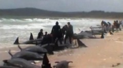 Cá voi dạt hàng loạt vào bờ New Zealand