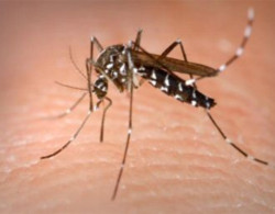 Dùng muỗi để diệt sốt xuất huyết
