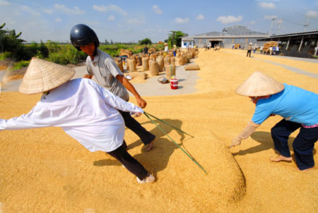 Giá lúa tăng nhẹ, nông dân chưa có lời