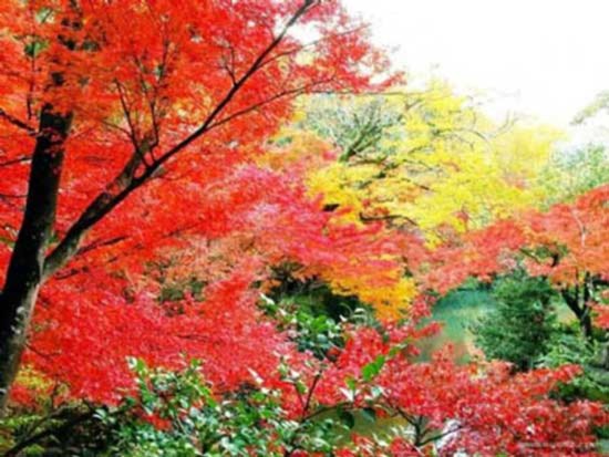 9 địa điểm ngắm mùa thu đẹp ở Trung Quốc