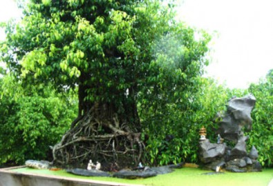 Kinh ngạc với vườn cây trăm tỉ của lão nông dân