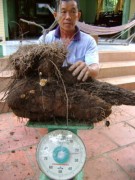 Người "khoái" trồng khoai khổng lồ