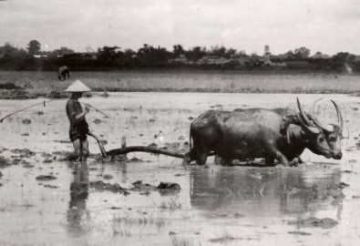 Người Việt có thông minh không?