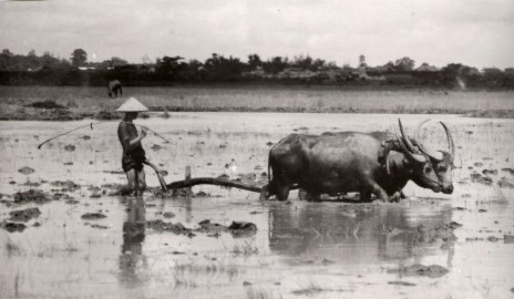 Người Việt có thông minh không?