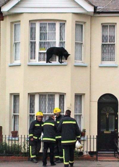 Mặc dù chú cho này có thể tự chui ra cửa sổ tầng 2, như sau đó chú đã phải nhờ đến sự trợ giúp lính cứu hỏa để xuống đất.