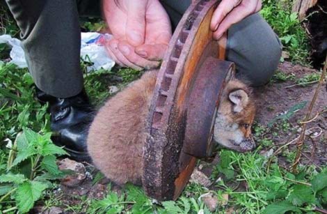 Mải mê khám phá thế giới xung quanh, một con cáo nhỏ mới 6 tuần tuổi đã bị mắc kẹt trong chiếc báng xe bằng sắt.