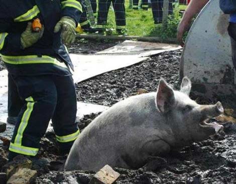 Chú lợn này đang cố gắng tử giải thoát sau bất ngờ bị rơi xuống một cái hố.