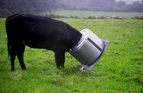 Một cô bò đã tự làm khó mình khi chui đầu vào một chiếc ruột máy giặt.