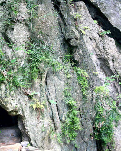 Quảng Bình: Phát hiện cây hóa thạch hàng ngàn năm.