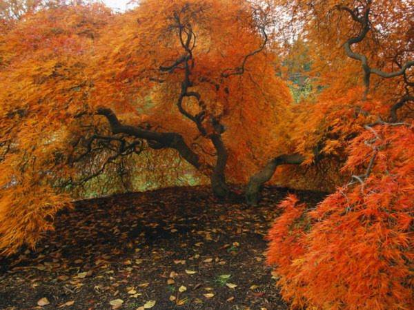 Sắc vàng cam rực rỡ của lá cây phong Nhật, vùng Bắc Carolina. Ảnh: National Geographic.