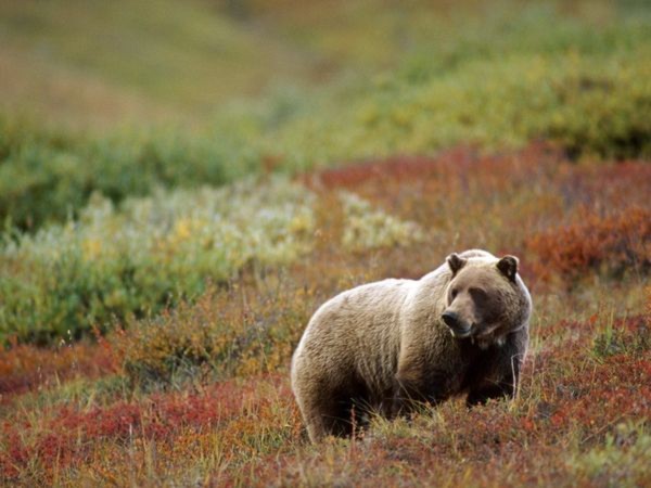 Hình ảnh của vườn quốc gia Denali ở Alaska khi vào thu. Với hơn 650 loài thực vật có hoa, vườn quốc gia Denali trở nên lỗng lẫy sắc màu trong tiết thu sang. Ảnh: National Geographic.