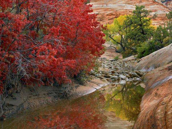Sắc đỏ vàng của lá phong như một tín hiệu báo thu đang sang ở vườn quốc gia Zion, Utah. Ảnh: National Geographic.