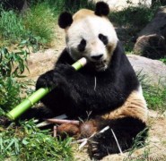 Trung Quốc bắt đền Nhật 500.000USD vì để gấu trúc chết