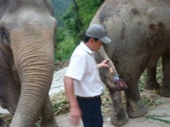 Đuôi voi vừa bị cắt có giá ít nhất 150 triệu đồng