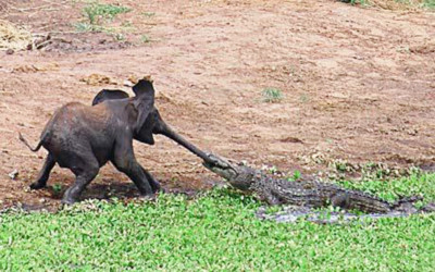 Chú voi nhỏ hoảng sợ khi bị cá sấu tấn công đột ngột. Ảnh: Telegraph.