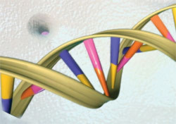Giới khoa học vẫn miệt mài xác định số lượng bộ gen người - Ảnh: genome.gov