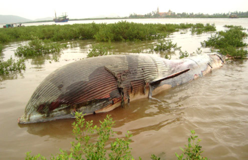 Cá voi 7 tấn trôi dạt trên biển.