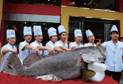 Chú cá nặng 301 kg, dài 2,1 mét