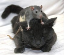 Con chuột không biểt sợ mèo