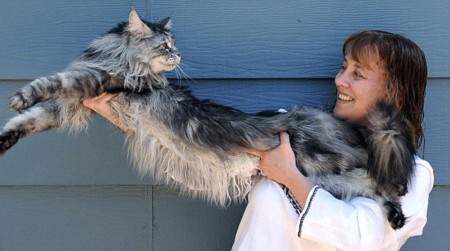 Robin Henderson và con mèo siêu dài.