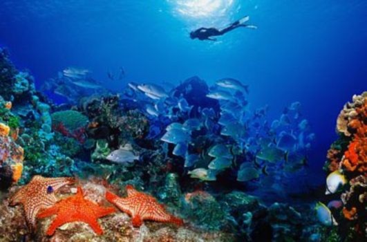 Hình ảnh tuyệt đẹp về những dải san hô