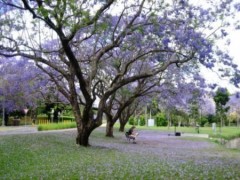 Hoa phượng tím ở Đại học Queensland, Australia