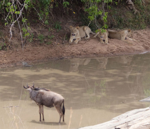 Một chú linh dương con bước xuống suối để uống nước bất chấp sự hiện diện của ba con sư tử cái gần đó.