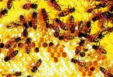 Não loài ong đánh bại máy tính