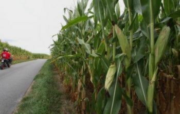 CornForFuel