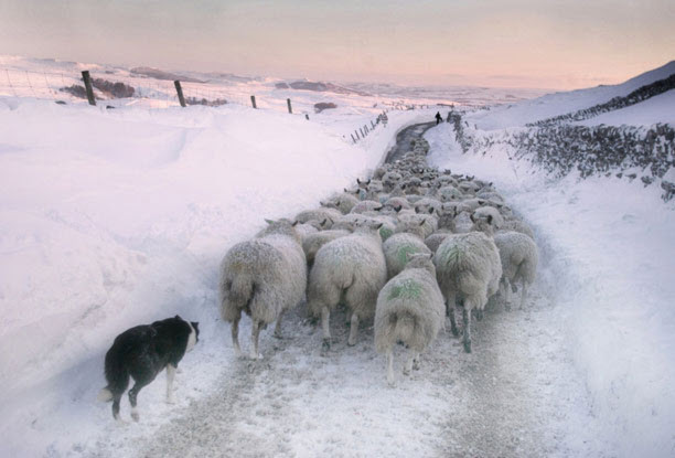 Malham Moor vào đông (Giải khuyến khích, Thể loại cảnh về cuộc sống) - Ảnh: Stephen Garnett