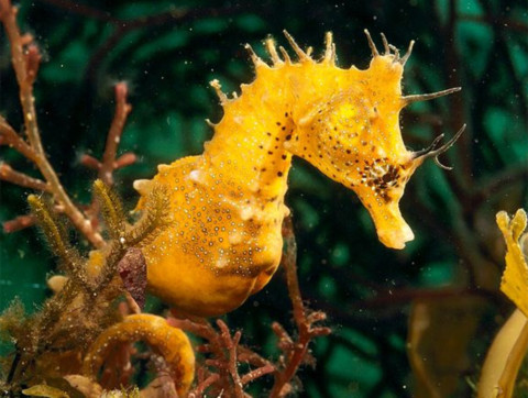 It’s true that male seahorses never play catch with their children or help them with their homework. But they do outdo human dads on one count—by giving birth. Seahorses are among the only animal species on Earth in which the male bears the unborn young, a unique trait in these fish that inhabit tropical and temperate coastal waters worldwide.