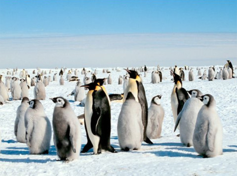 Traditional parenting roles are reversed for emperor penguins, which live only on the harsh Antarctic ice. After a female penguin lays an egg during the winter breeding season, she promptly takes off to feed at sea. The job of keeping the precious egg warm falls squarely on the male’s shoulders—or feet, to be exact.