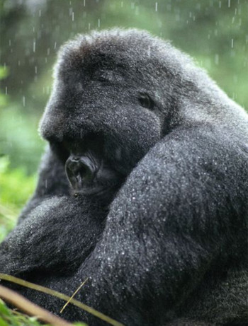 Adult male gorillas, called silverbacks, play the role of stern patrician. As the leader of a family group that can be as large as 30 individuals, they will lead their underlings to food, settle disputes within the clan, and fight to repel outside threats, particularly from other male gorillas, who will kill babies when seeking to usurp a silverback’s group. They will also play affectionately with their offspring but will often turn nasty if a youngster pesters too stubbornly or an adolescent male challenges for dominance