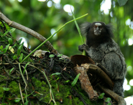 Khỉ đuôi sóc được phát hiện tại rừng Amazon. Ảnh: WWF.