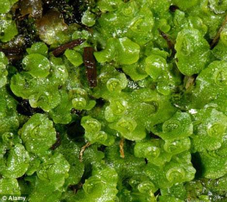    Các loài rêu tản hiện đại có thể là loài thực vật có nguồn gốc xa xưa nhất. Ảnh: Daily Mail.