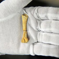 Phát hiện xương người 67.000 năm tuổi