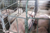 Phú Yên công bố dịch lợn tai xanh