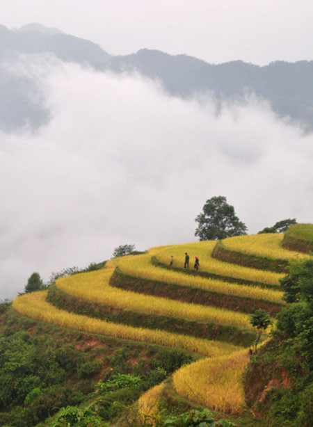 Tây Bắc và những bậc thang vàng trong mây trắng