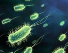 Vi khuẩn siêu kháng thuốc giết chết 15 người