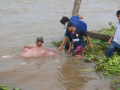 Bắt được cá hô vàng hơn 100kg ở An Giang
