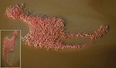 Bức xếp hình chim hồng hạc khổng lồ