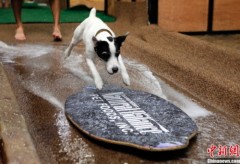 Chó cũng thi lướt ván