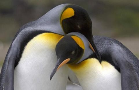 Chim cánh cụt hoàng đế (aptenodytes patagonicus) thường được tìm thấy trên các hòn đảo South Georgia và South Sandwich ở Nam Cực.
