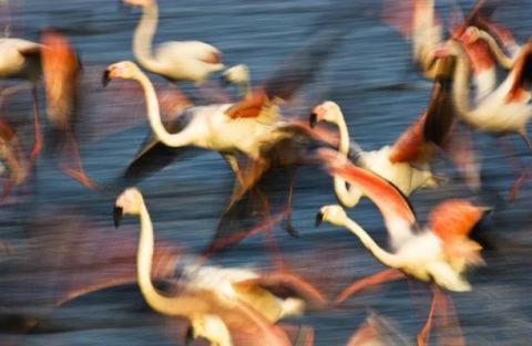 Chim hồng hạc (phoenicopterus roseus) sống ở hồ muối Akrotiri trên đảo Síp.
