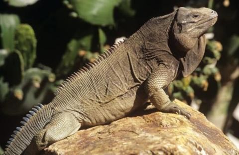 Cự đà Anegada (cyclura pinguis) chỉ duy nhất được tìm thấy trên đảo Virgin (Anh). Tuy nhiên, loài động vật này đang đứng trước nguy cơ tuyệt chủng nghiêm trọng.