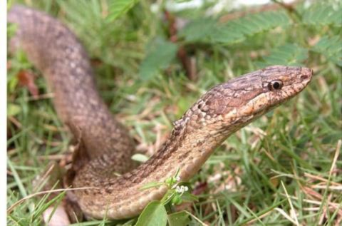 Rắn Anguilla (alsophis rijersmai) trên đảo Leeward đang đứng trước nguy cơ tuyệt chủng.