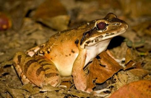 Ếch núi (leptodactylus fallax ở Dominica và Montserrat.